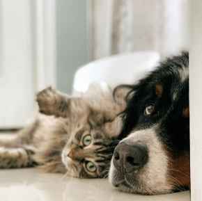 Picture for category Pet Supplies